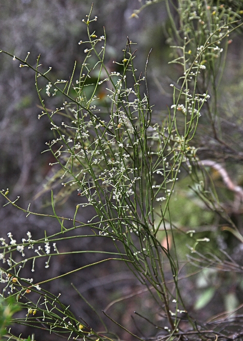 Australian Parasitic Plants Santalaceae